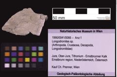 Foto (Objekt + Etiketten) von Longodromites sp. (NHMW-GEO-1990-0041-0066)